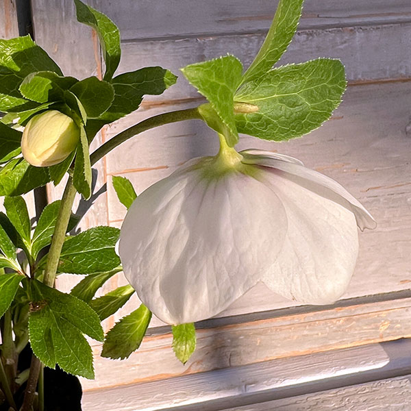 園芸ネット本店｜杉光園芸さんのクリスマスローズ：シングル24-14