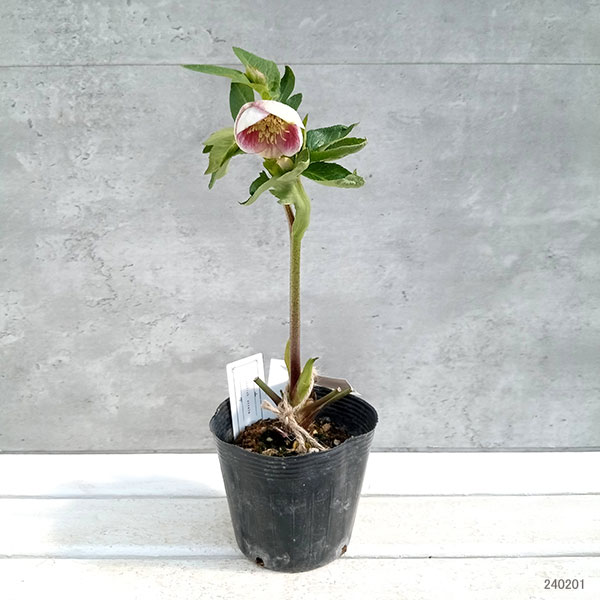 園芸ネット本店｜大和園さんのクリスマスローズ：24-07パステリッシュ