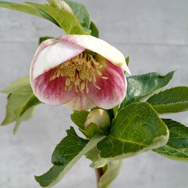 園芸ネット本店｜大和園さんのクリスマスローズ：24-07パステリッシュ