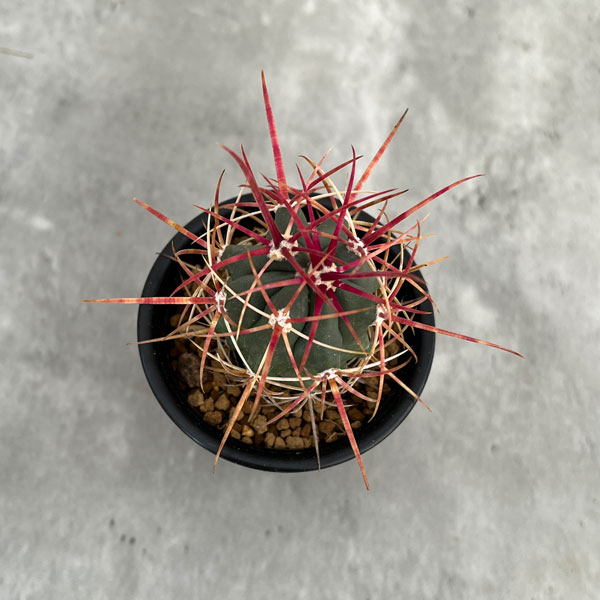 園芸ネット本店｜フェロカクタス：刈穂玉 2.5号鉢植え の通販【公式】