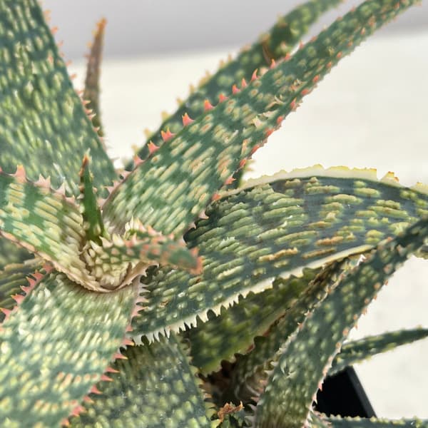 園芸ネット本店｜アロエ：DWアロエ ハイブリッド実生選抜株 繁殖苗NO.5