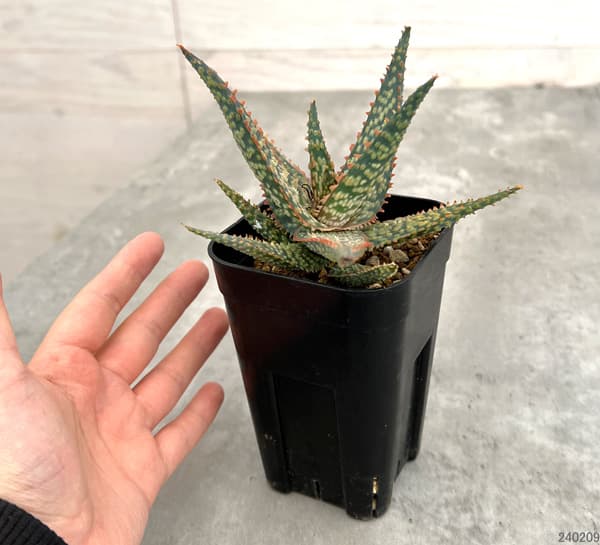 園芸ネット本店｜アロエ：DWアロエ ハイブリッド実生選抜株 繁殖苗NO.5