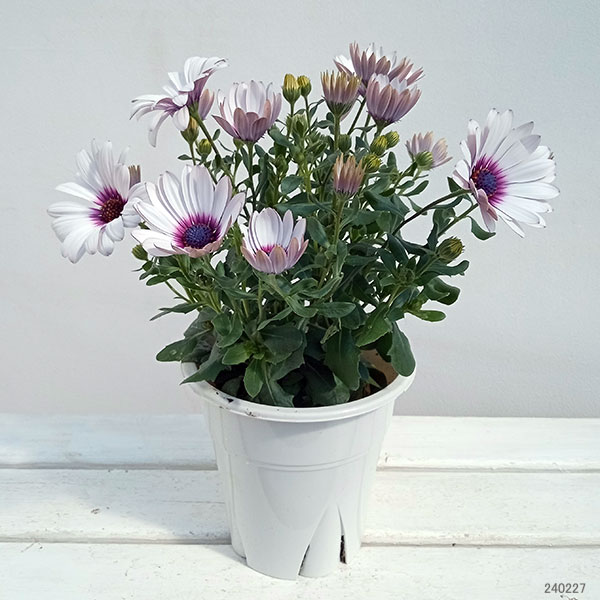 園芸ネット本店｜オステオスペルマム：セレニティ ラベンダーフロスト5