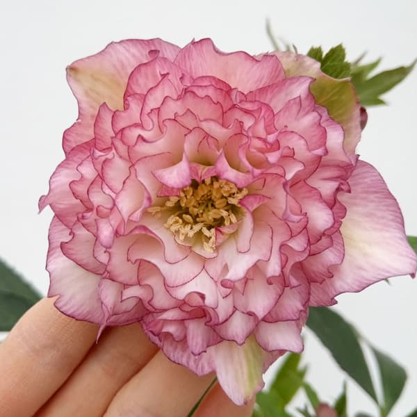 園芸ネット本店｜杉光園芸さんのクリスマスローズ：多弁系24-05ピンク