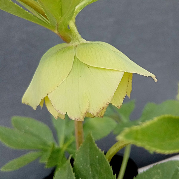 園芸ネット本店｜曽田園芸さんのクリスマスローズ：24-06フレグランス