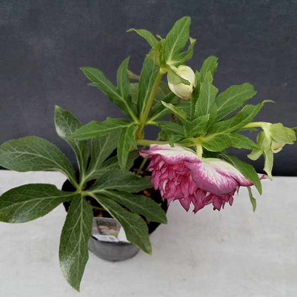 園芸ネット本店｜曽田園芸さんのクリスマスローズ：24-12多弁ダブル／4