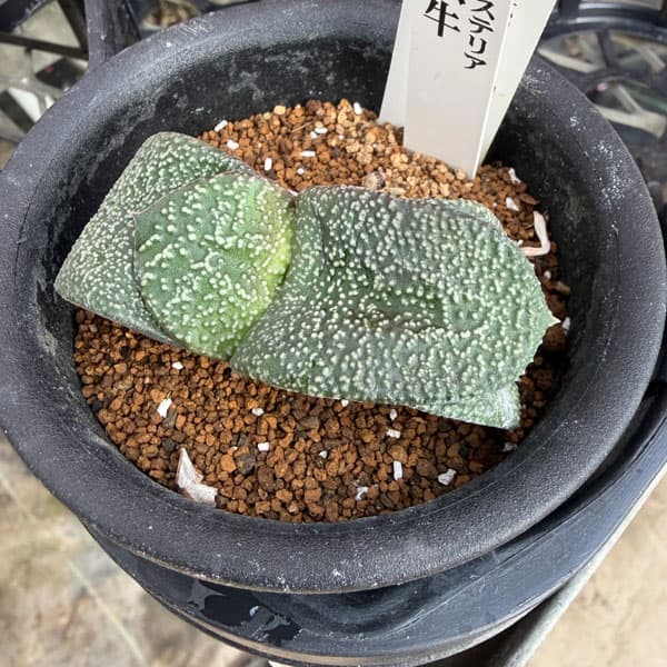 園芸ネット本店｜ガステリア：臥牛 3号鉢植え の通販【公式】