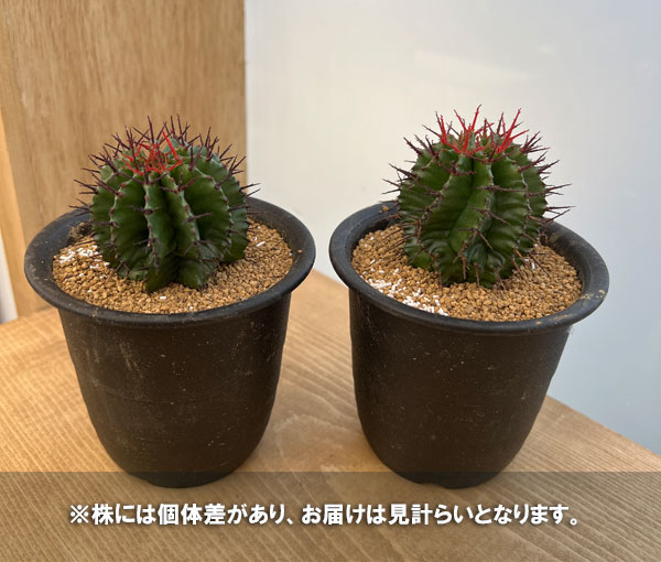 園芸ネット本店｜ユーフォルビア：ポリゴナ 3号鉢植え の通販【公式】