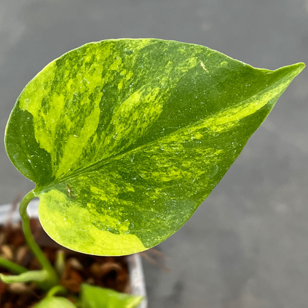 園芸ネット本店｜[ザ・ファームセレクト]モンステラ：デリシオーサ