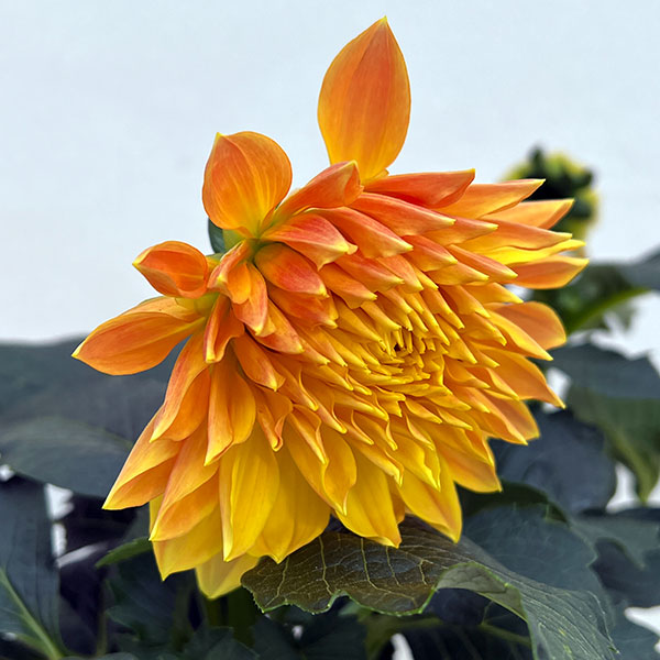 園芸ネット本店｜ダリア：ウェヌス5号鉢植え の通販【公式】