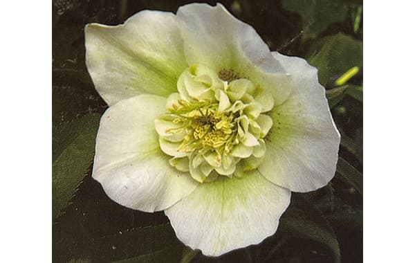 園芸ネット本店｜杉光園芸さんのクリスマスローズ：セミダブルホワイト