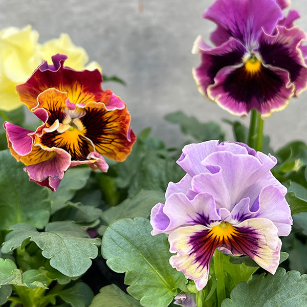 園芸ネット本店｜見元園芸さんのパンジー：アジアンビューティー 彩絵