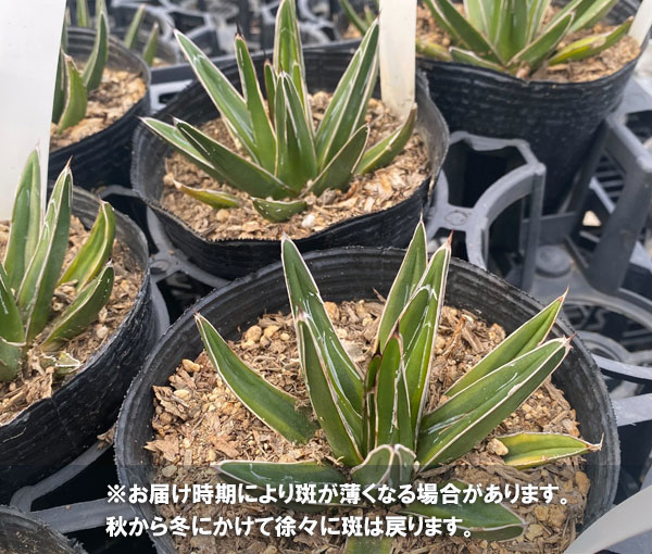 園芸ネット本店｜アガベ：ササノユキ ニシキ（笹の雪錦）4号ポット の