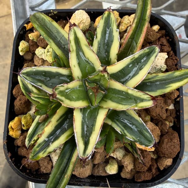 園芸ネット本店｜アガベ：笹の雪 輝山 8cmスクエア鉢 の通販【公式】