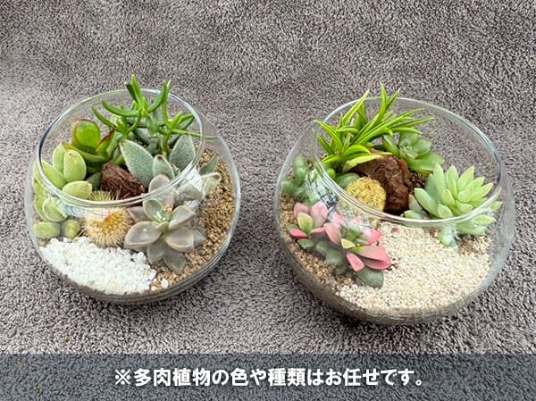 園芸ネット本店｜[送料無料]多肉寄せ植えガラスボールSS直径10cm の