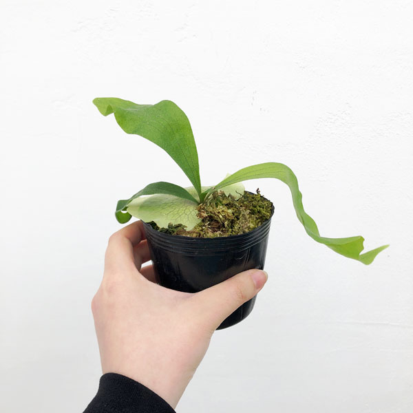 園芸ネット本店｜ビカクシダ（コウモリラン）：ヒリー ナンプー 3号