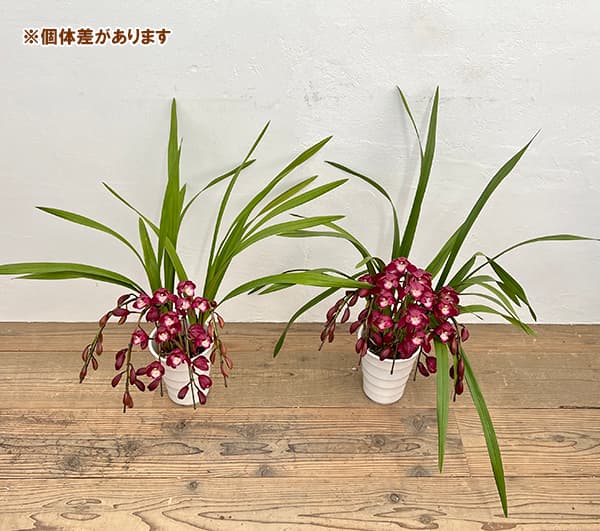 園芸ネット本店｜シンビジウム：ワインシャワー3本立アーチ仕立て4号