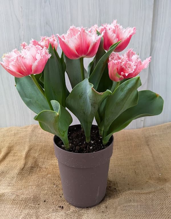 園芸ネット本店｜チューリップ：クイーンズランド（桃八重）5号鉢植え