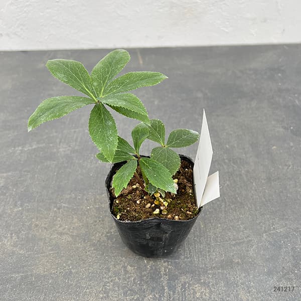 園芸ネット本店｜【お1人様1ポット】大和園さんのクリスマスローズ：24