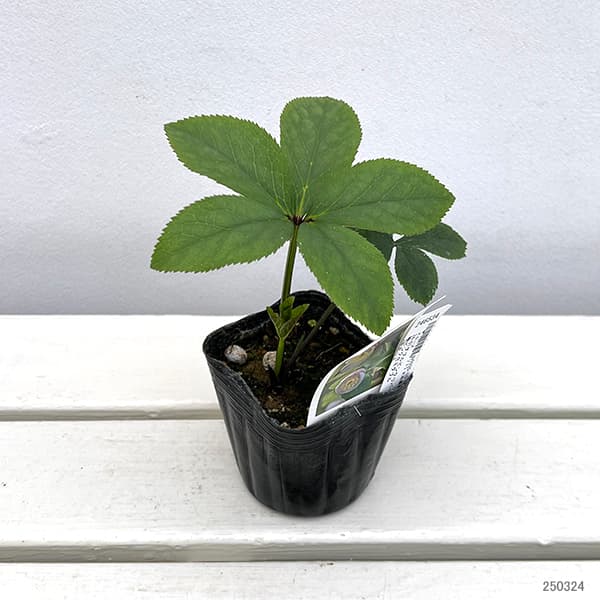 園芸ネット本店｜【お1人様1ポット】大和園さんのクリスマスローズ：24