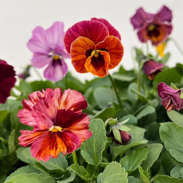 園芸ネット本店｜ビオラ：宮崎ビオラ（吉村農園さん）ここ小春・進化系