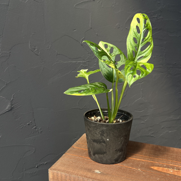 園芸ネット本店｜モンステラ：アダンソニー（マドカズラ）オーレア