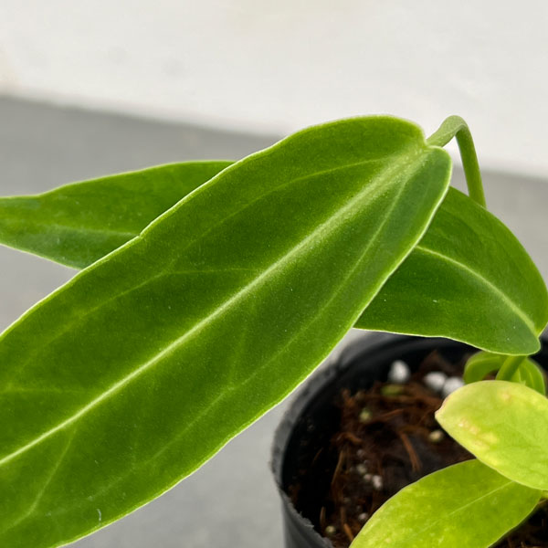 園芸ネット本店｜アンスリウム：ワロクアナム 2.5号ポット の通販【公式】