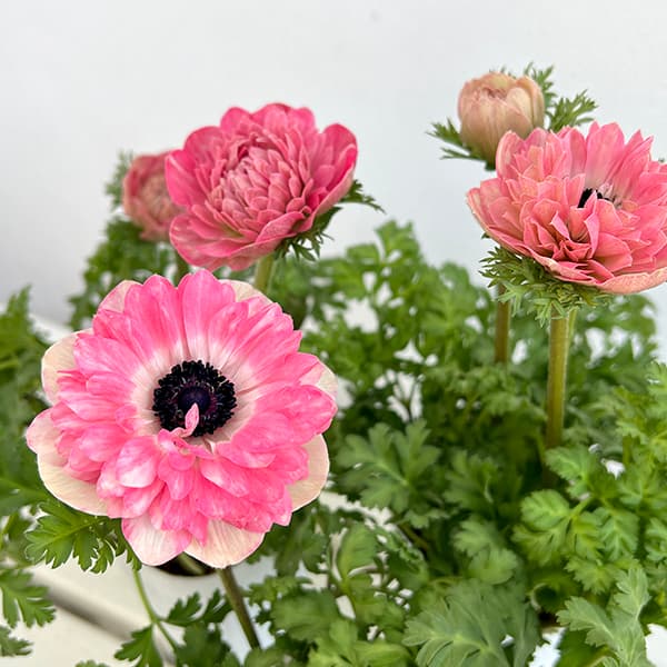 園芸ネット本店｜アネモネ：momo（桃・モモ）3.5号ポット の通販【公式】