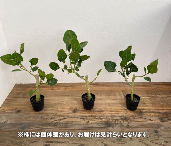 園芸ネット本店｜フィカス：ベンガレンシス クリシュナ 3.5号ポット の