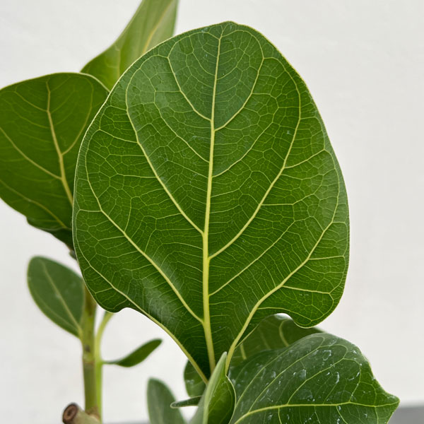 園芸ネット本店｜フィカス：ベンガレンシス クリシュナ 3.5号ポット の