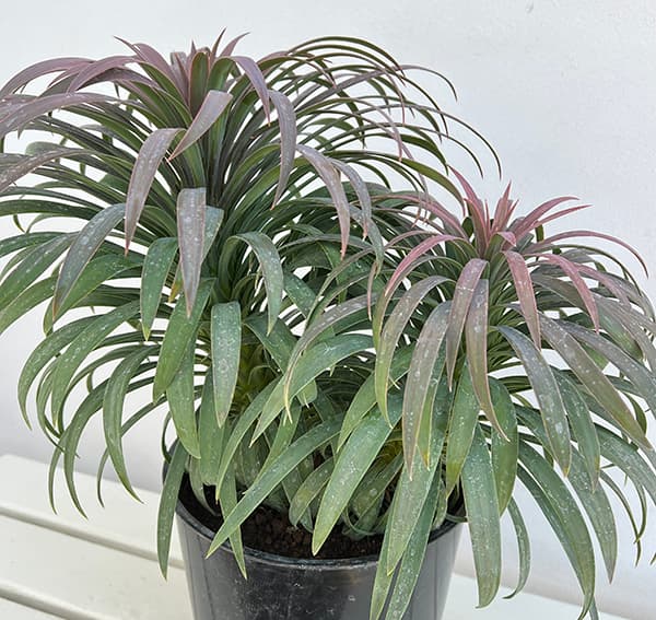 園芸ネット本店｜ユッカ：デスメティアーナ 7号鉢植え25-01 の通販【公式】