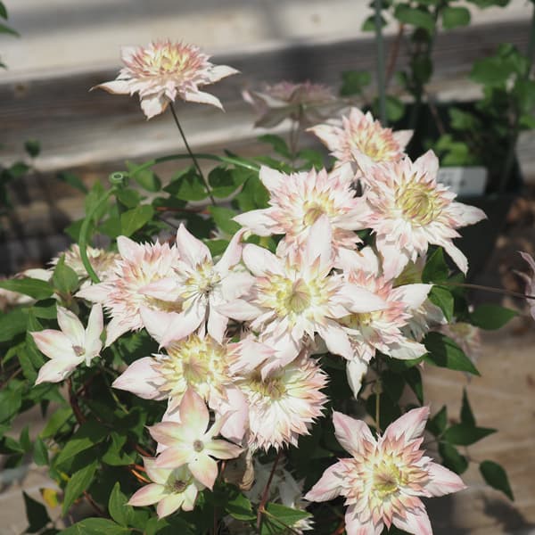 園芸ネット本店｜クレマチス：ゴキュウモモマンエ（五弓桃万重）3.5号