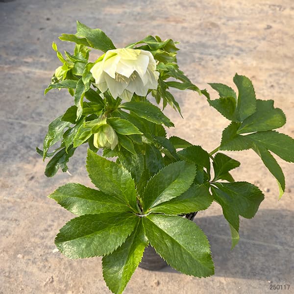 園芸ネット本店｜若泉ファームさんのクリスマスローズ：25-01