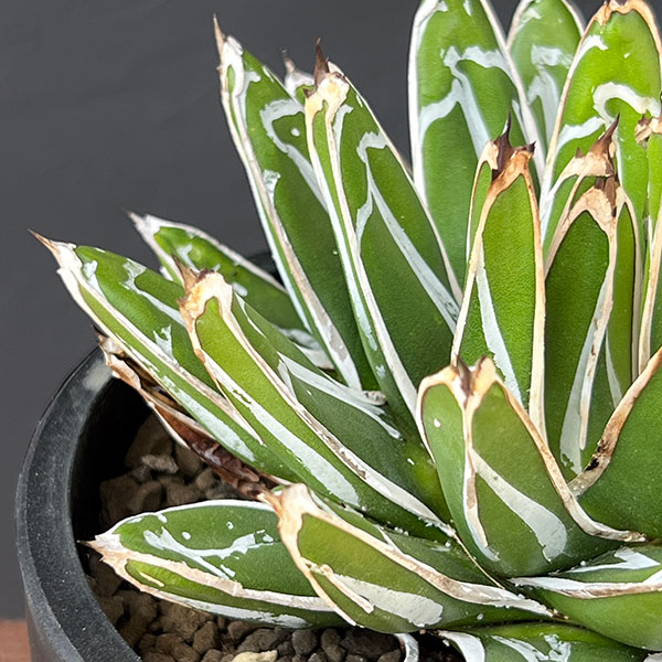 園芸ネット本店｜アガベ：姫笹の雪 5号鉢植え25-01 の通販【公式】