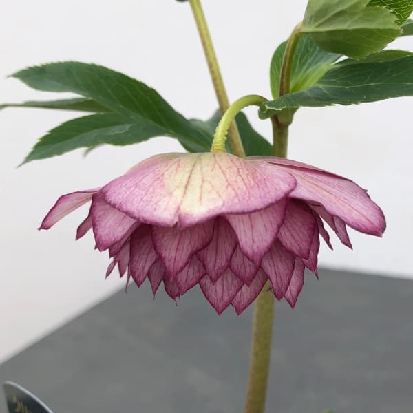 園芸ネット本店｜曽田園芸さんのクリスマスローズ：25-11多弁系ダブル