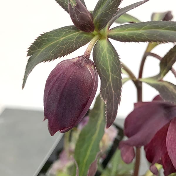 園芸ネット本店｜クリスマスローズ：セレクトダブル25-62HEXE(ヘックス