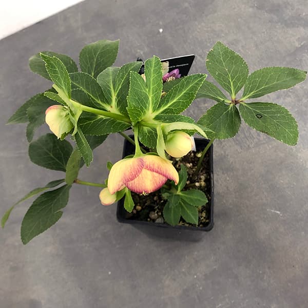 園芸ネット本店｜クリスマスローズ：セレクトセミダブル25-14／1.5L