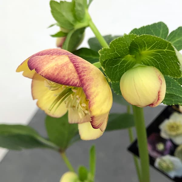 園芸ネット本店｜クリスマスローズ：セレクトセミダブル25-14／1.5L