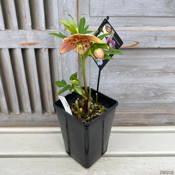 園芸ネット本店｜クリスマスローズ：セレクトセミダブル25-17／1.5L