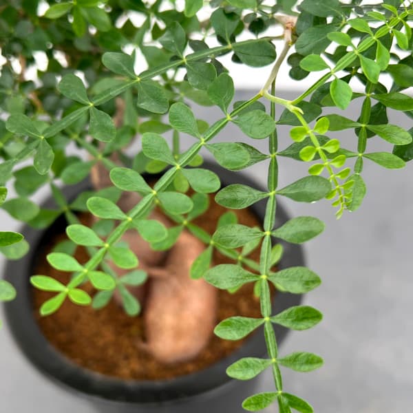 園芸ネット本店｜[ザ・ファームセレクト]オペルクリカリア：パキプス 4