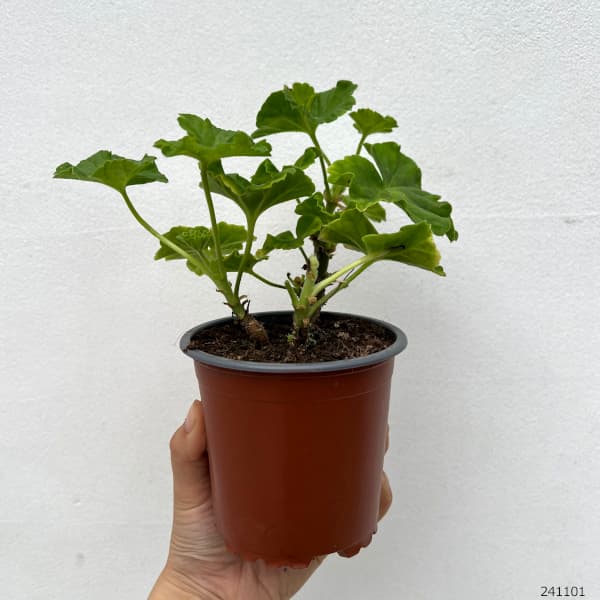 園芸ネット本店｜ゼラニウム（バラ咲き）：ミルフィールドローズ10cm