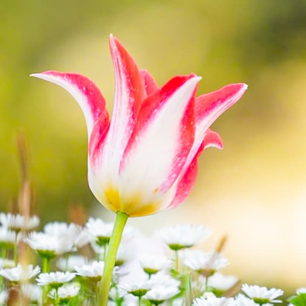 園芸ネット本店｜チューリップ（ユリ咲き）：チアリーダー3球入り の