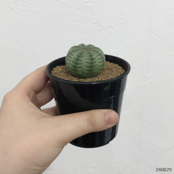 園芸ネット本店｜ユーフォルビア：オベサ（実生） 2.5号鉢入り の通販