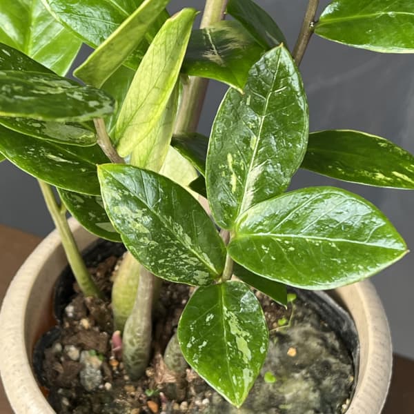 園芸ネット本店｜ザミオクルカス：ザミーフォリア（斑入り） 4号26-02