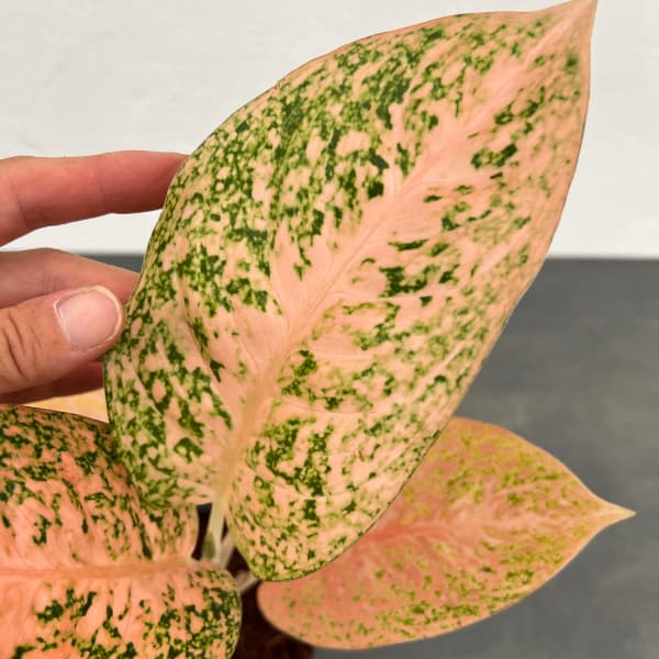 園芸ネット本店｜アグラオネマ：スターダストオレンジ 2.5号ポット の