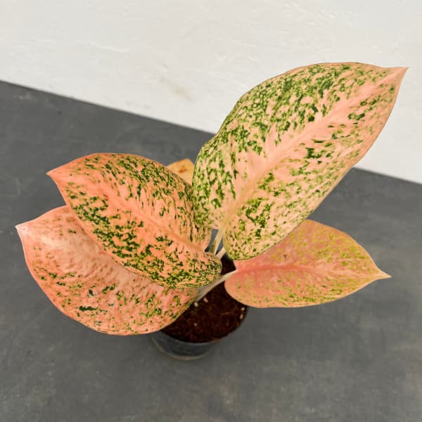 園芸ネット本店｜アグラオネマ：スターダストオレンジ 2.5号ポット の