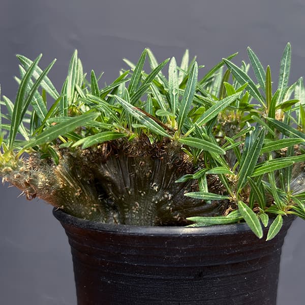 園芸ネット本店｜パキポディウム：グラキリス 綴化 3号鉢24-02 の通販