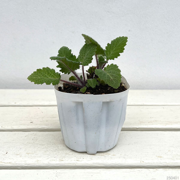 園芸ネット本店｜クラリーセージ（サルビア スクラレア） バチカン