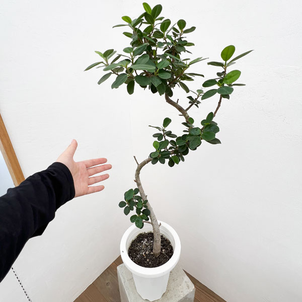 園芸ネット本店｜パンダガジュマル（曲がり仕立て） 7号24-01 の通販