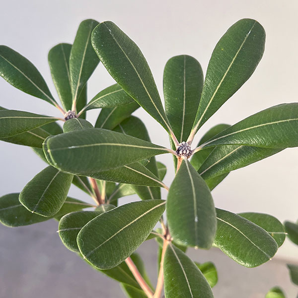 園芸ネット本店｜バンクシア：セイラ7号ポット の通販【公式】